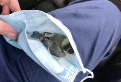 Nietypowe zastosowanie maseczki. Uratowano zwierzę w Wieliczce