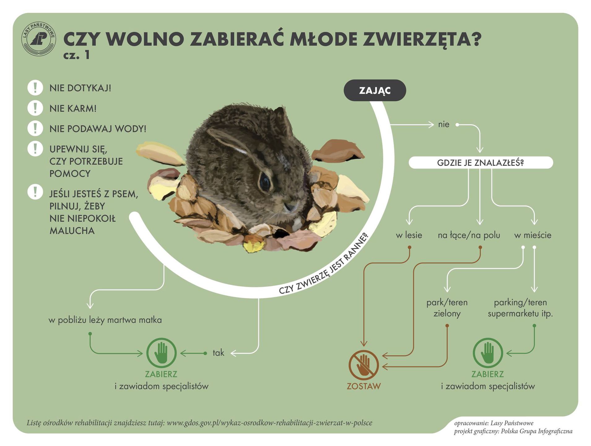 Infografika przygotowana przez leśników