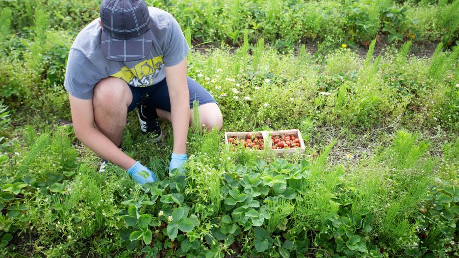 Plantatorzy truskawek z Opola Lubelskiego będą protestować