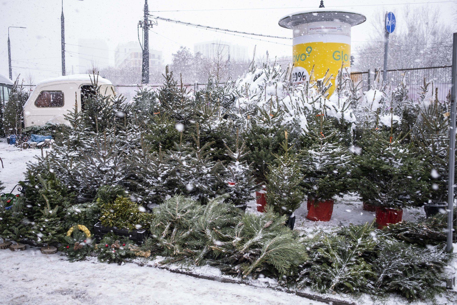 Darmowe drzewka za elektroodpady (i nie tylko)