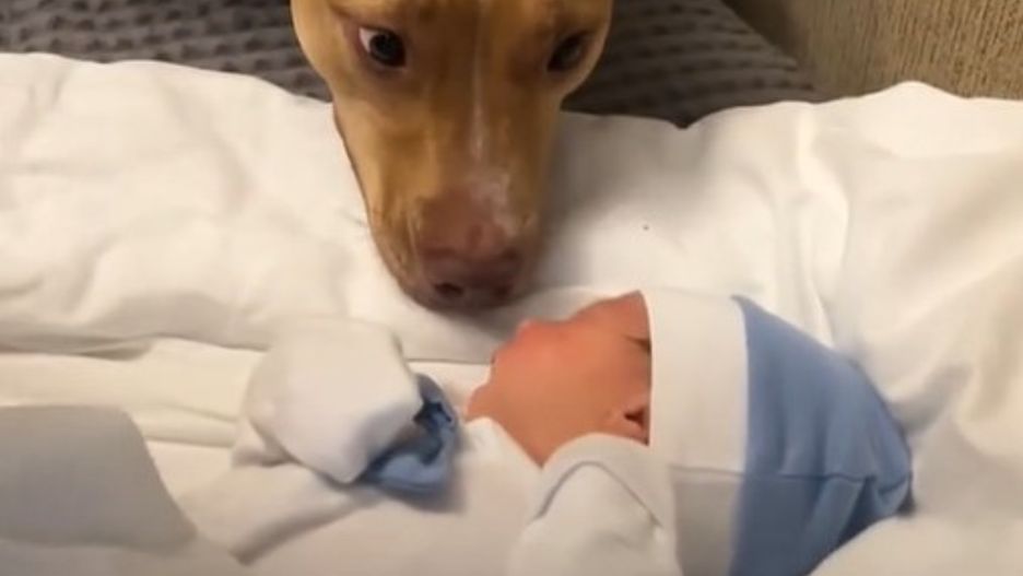 Psy i dzieci - przyjaźń, która uczy miłości i empatii