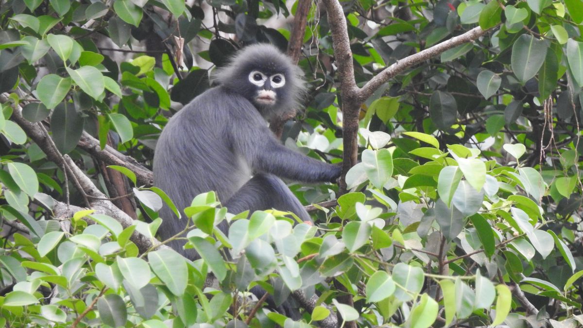  Popa langur