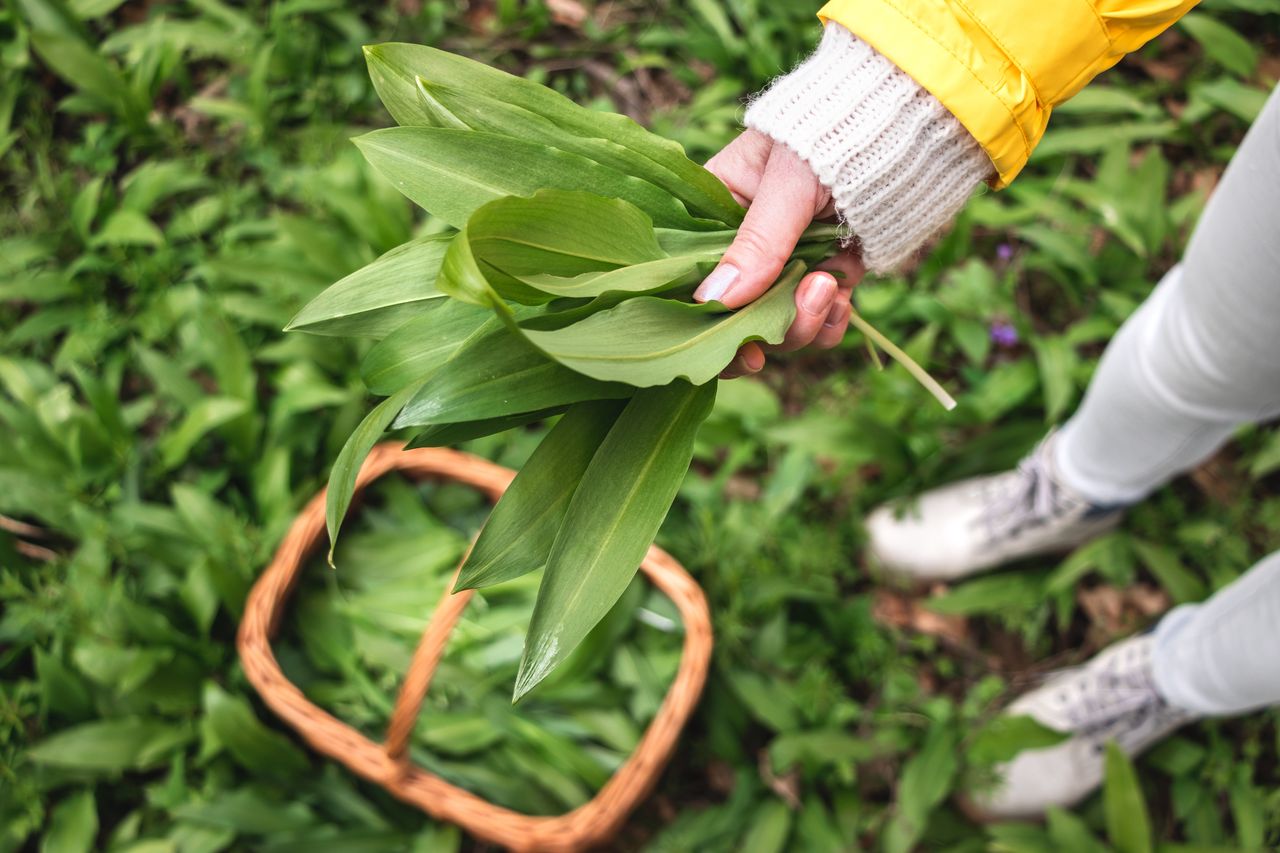 Bear's garlic