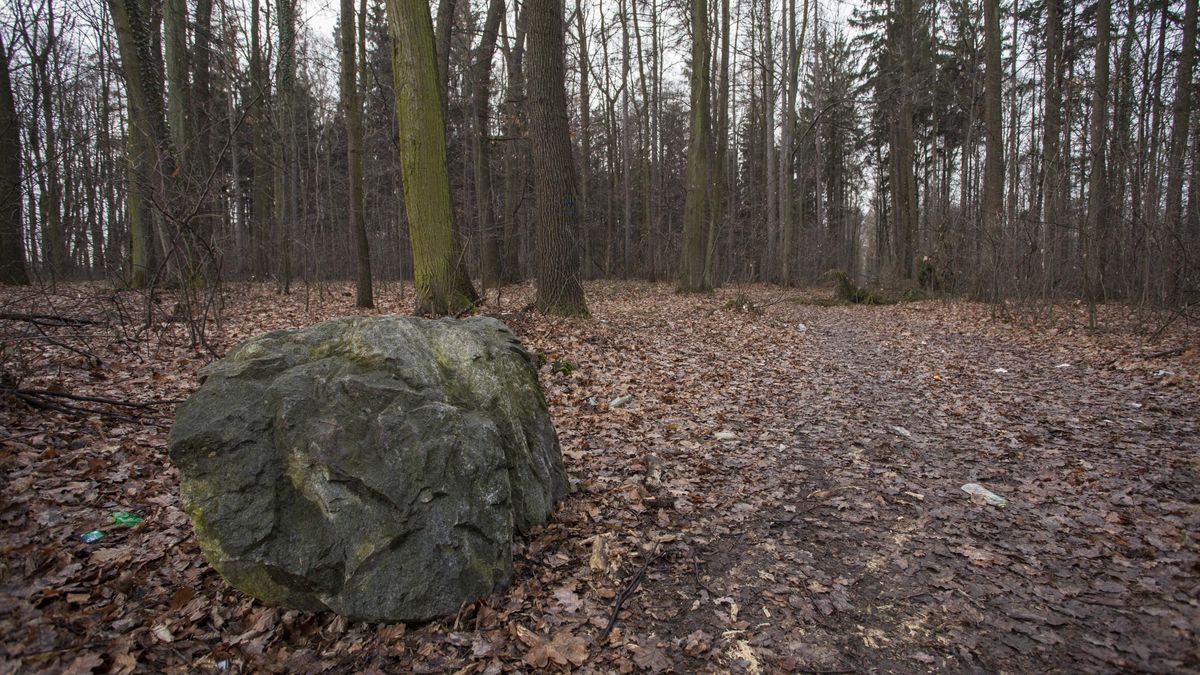 W lesie w Czeskich Budziejowicach doszło do strzelaniny