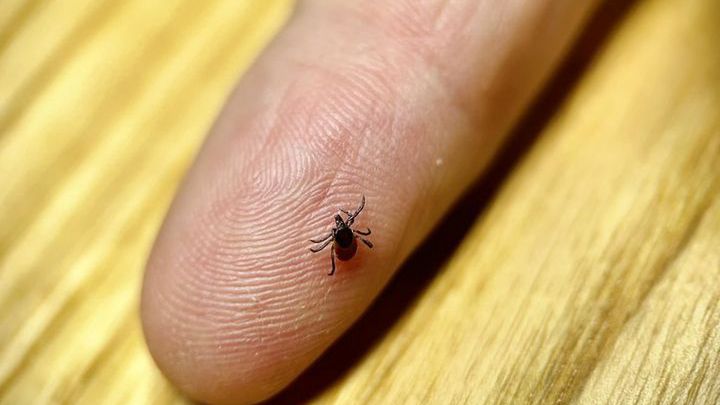 Choć zima się jeszcze nie skończyła, kleszcze są już aktywne 