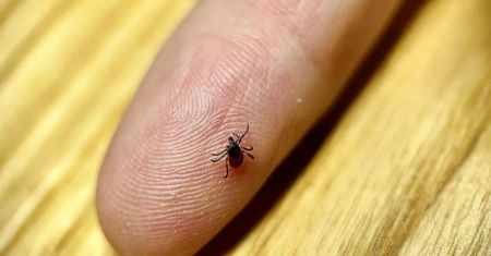 Obudziły się szybciej niż zwykle. W lasach zaczyna się inwazja