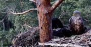 Rodzina bielików z Borów Tucholskich wzbudza emocje. "Taka jest natura"