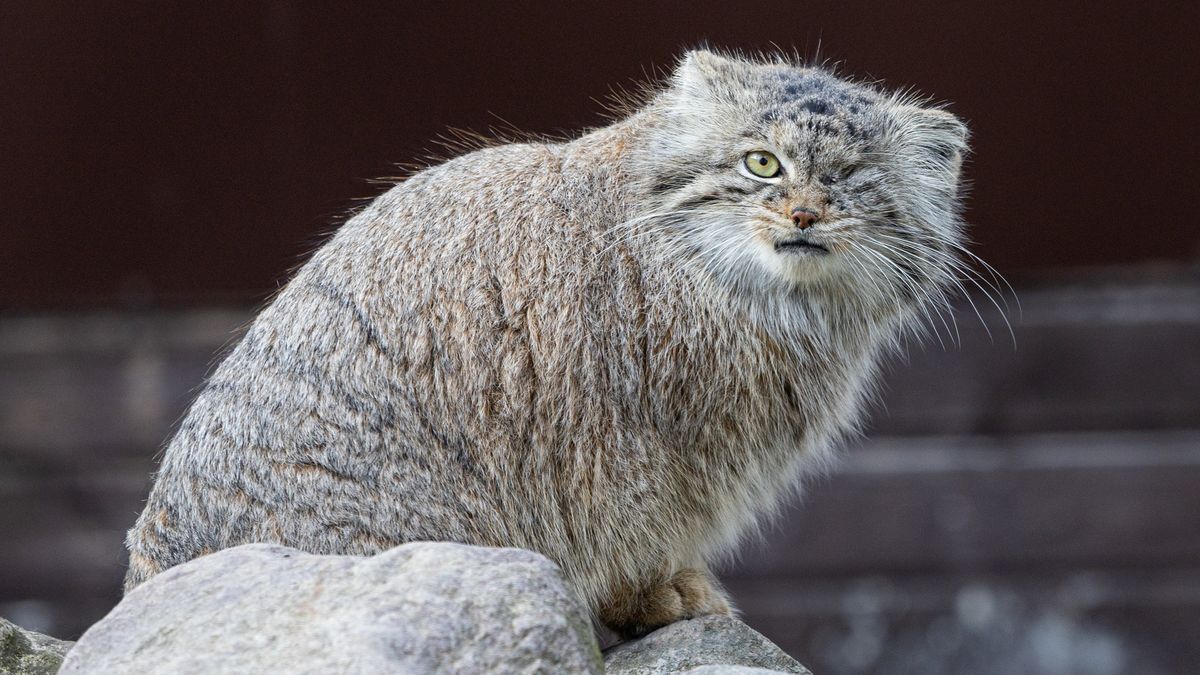 Poznańskie zoo opublikowało komunikat ws. zniknięcia Bożenki.