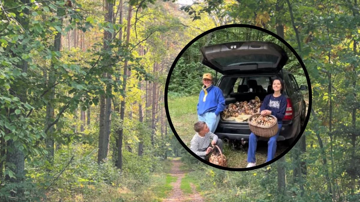 Wysyp grzybów w lesie na Mazurach. Turyści pokazali zbiory