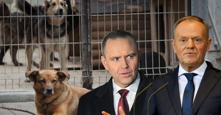 Nawrocki wetuje ustawę ws. psów. Dosadny komentarz Tuska