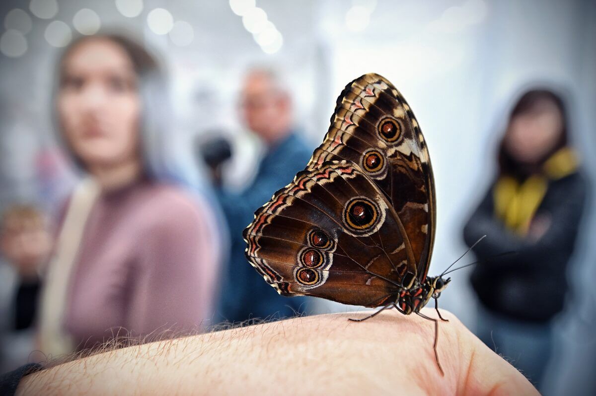 Motyl