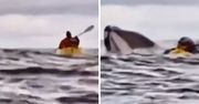 Wieloryb połknął kajakarza. Mężczyzna cudem przeżył