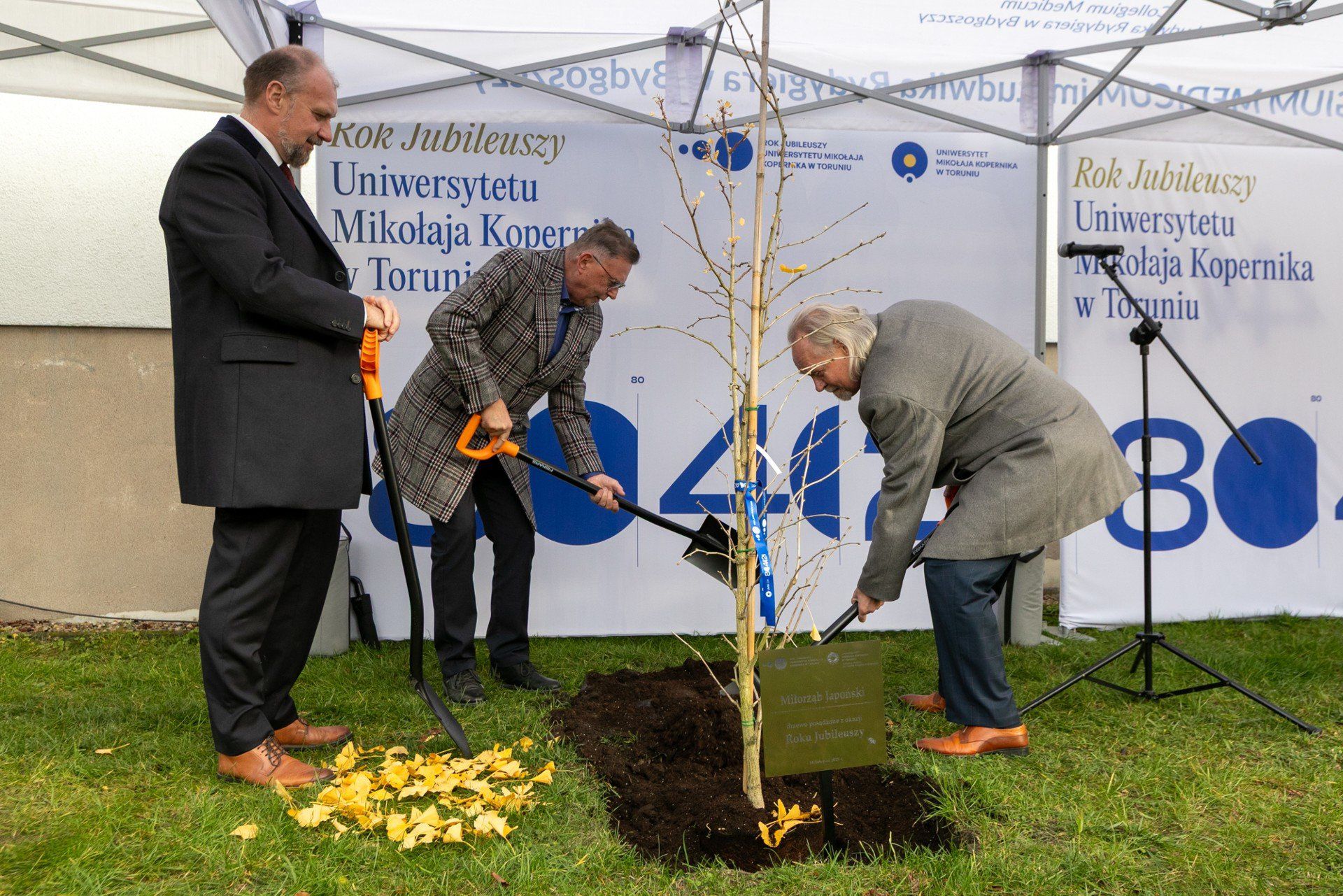 Miłorząb japoński to drzewo, które posadzono przed budynkiem Wydziału Farmaceutycznego Collegium Medicum UMK przy ul. Jurasza z okazji Roku Jubileuszy UMK.