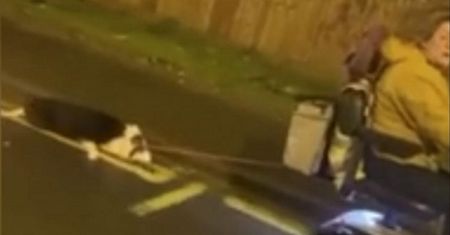 Ciągnęła psa za skuterem inwalidzkim. Wstrząsające nagranie