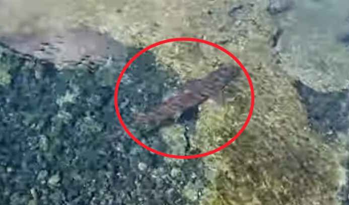 Turyści uciekali w popłochu przed rekinem. Na wideo widać go wyraźnie