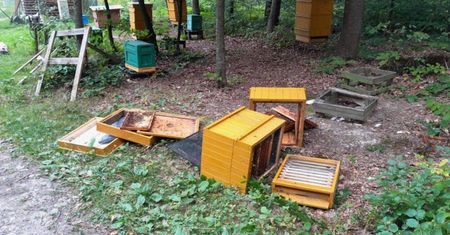 Zdemolowane ule w pasiece. Leśnicy ostrzegają