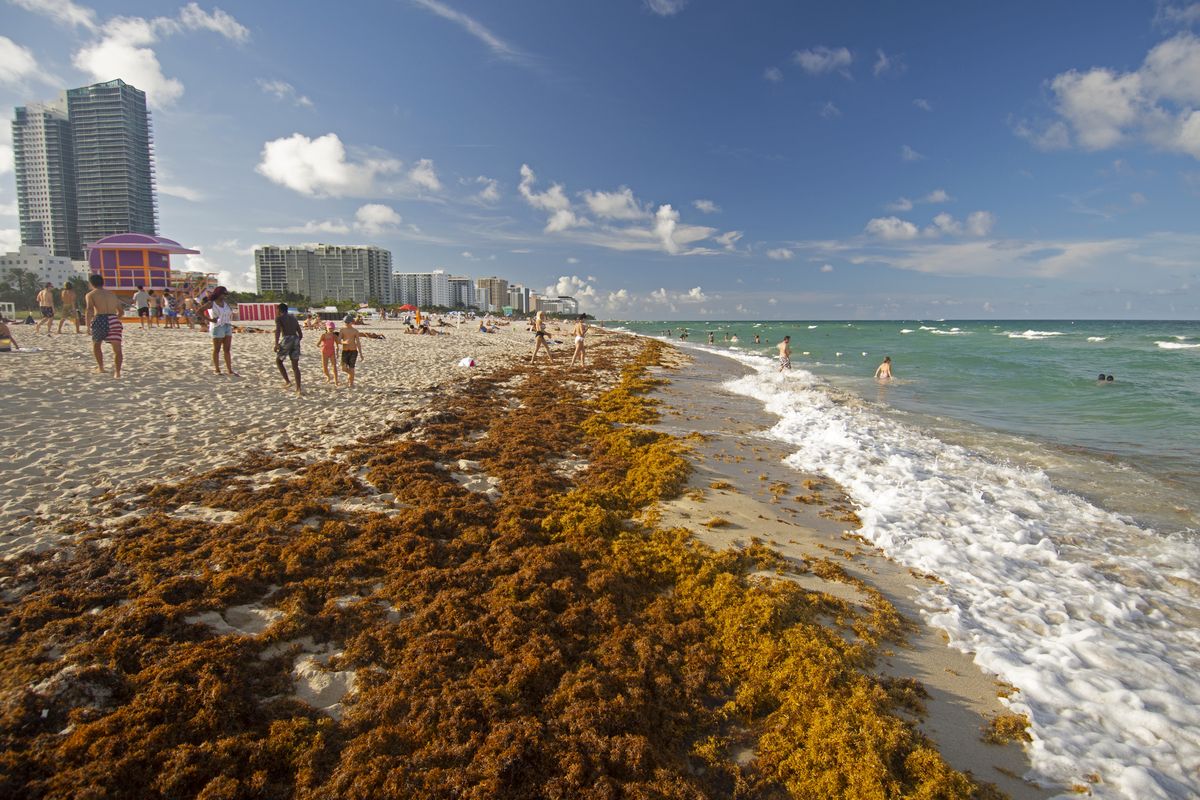 Plaga alg może popsuć urlop wielu turystom 