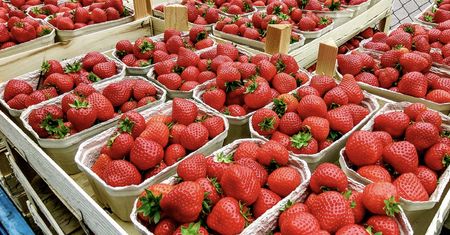 Jak rozpoznać polskie truskawki? Z taką wiedzą unikniesz kupienia gorszych owoców