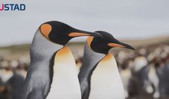 Pingwiny i foka w kampanii Flustadu i Flurbifexu