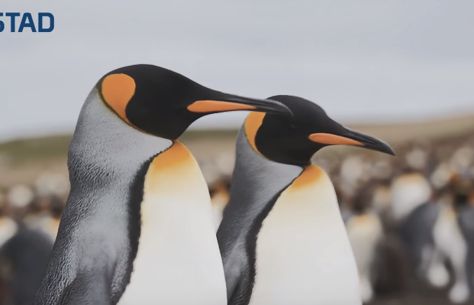 Pingwiny i foka w kampanii Flustadu i Flurbifexu