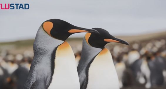 Pingwiny i foka w kampanii Flustadu i Flurbifexu
