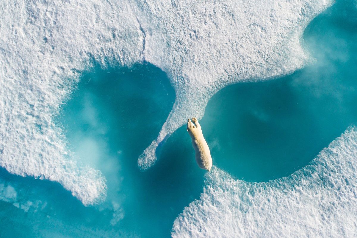 Zwycięskie zdjęcie Floriana zostało wykonane w Nunavut, które jest terytorium Kanady w Arktyce. Fotograf skorzystał z Phantoma 4 Pro. Tak sam opisuje zdjęcie i jego kontekst. "Drogie przyszłe generacje, mam nadzieję, że nadal będziemy mogli oglądać dziką przyrodę Arktyki jak teraz. Jednak jest to zagrożone przez zmieniające się środowisko. Byłem świadkiem wielu scen i gwarantuję, że to najpiękniejsza rzecz, jaką kiedykolwiek widziałem.”