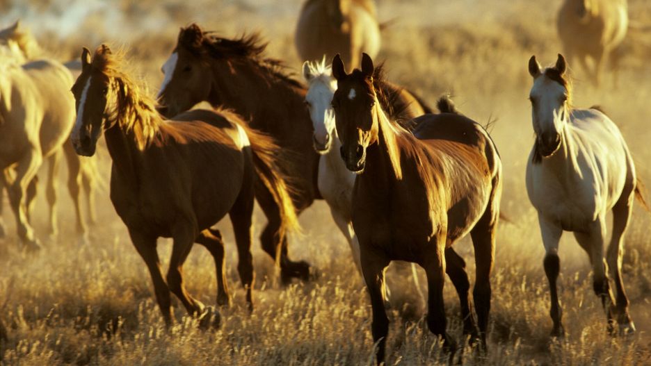 Mary Evans - Ardea HD Sept 2013
Feral horses - brumbies (Equus caballus)
Jean-Paul Ferrero / ardea.com