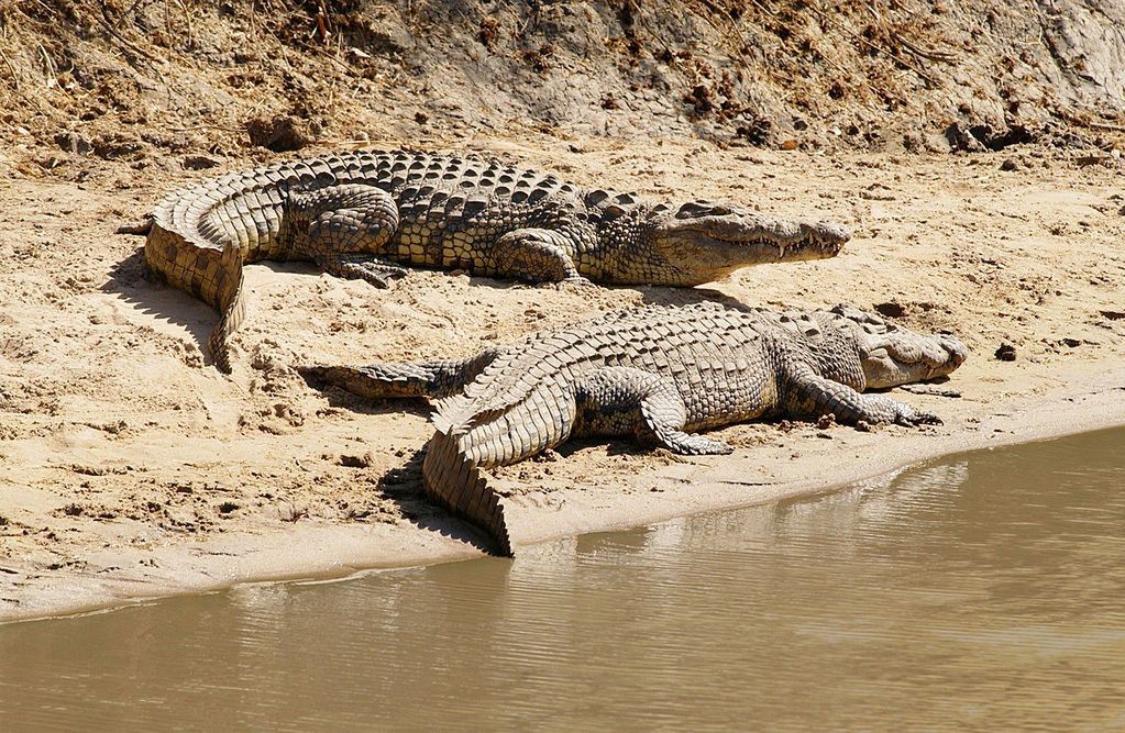 Krokodyle na brzegu rzeki
