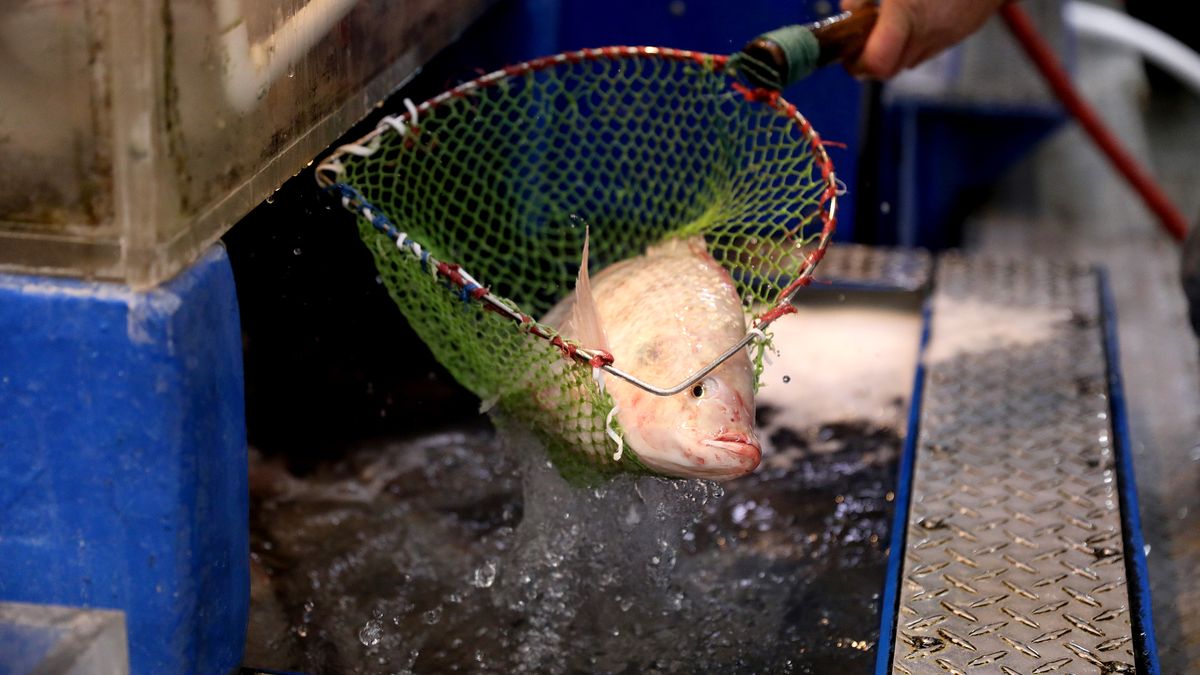 MONTERY PARK, CA - JANUARY 27: A live tilapia is fished out of an aeration tank for a customer to purchase at Great Wall Supermarket (GW Supermarket) on Thursday, Jan. 27, 2022 in Montery Park, CA. The Lunar New Year (Year of the Tiger) begins Tuesday, Feb. 1st, but due to Omicron and exploding COVID cases, gone are the big banquets and multi-generational family gatherings. (Gary Coronado / Los Angeles Times via Getty Images)