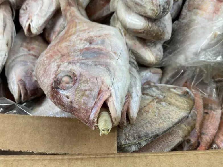 Koszmar w porcie. Mieszkają w jamach ustnych ryb i zjadają ich języki