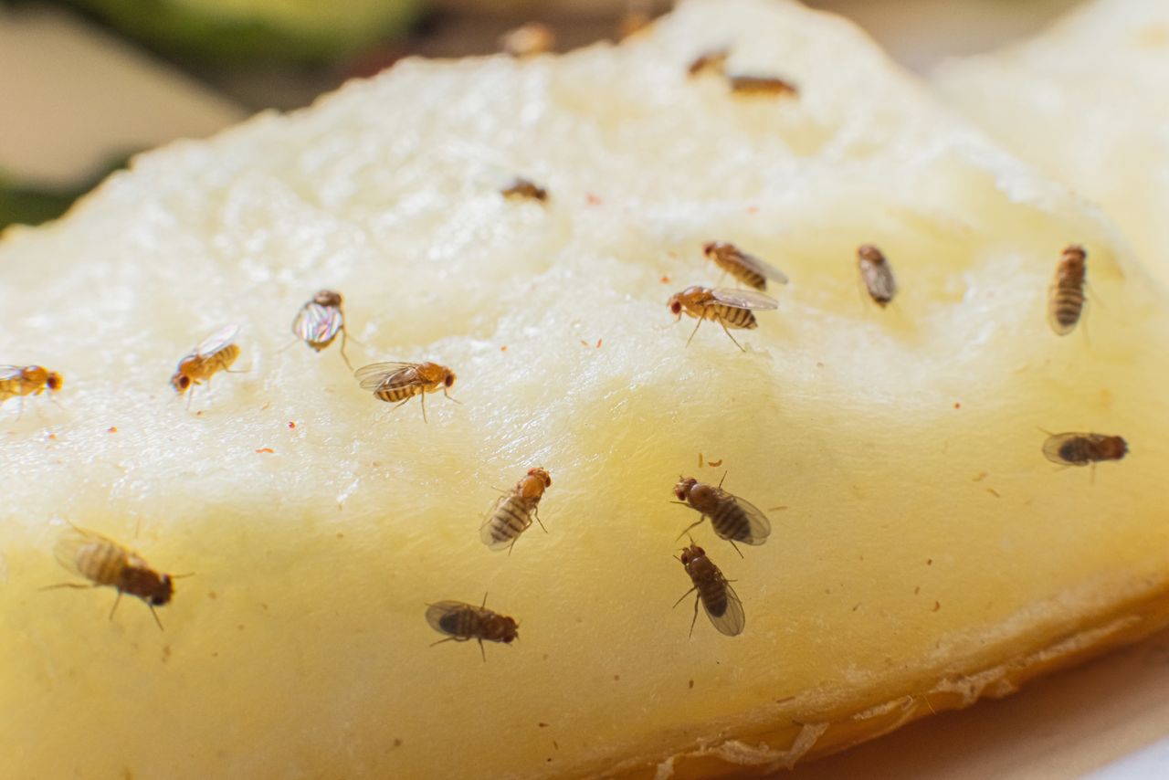 Latem często pojawiają się w kuchni. Tak się ich pozbędziesz