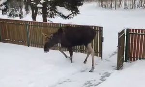 Leśnik pokazał nagranie. Takiego gościa się nie spodziewał