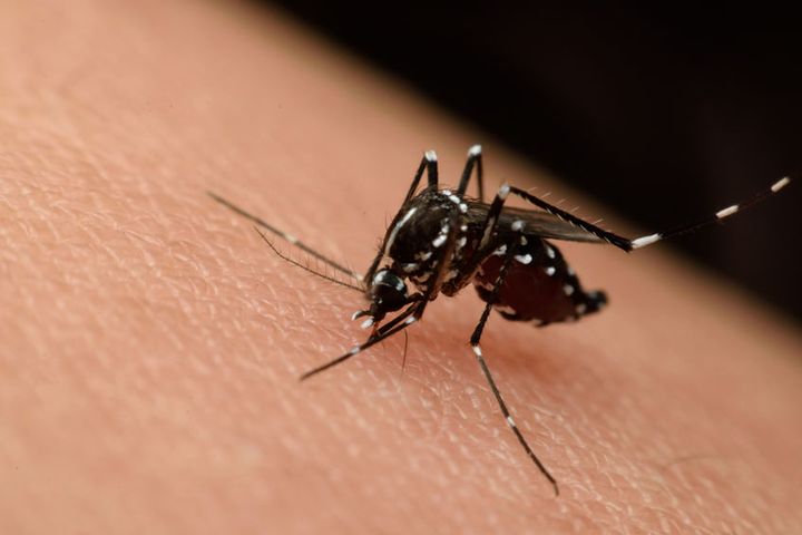 Igrzyska Olimpijskie w obliczu zagrożena wirusem Zika