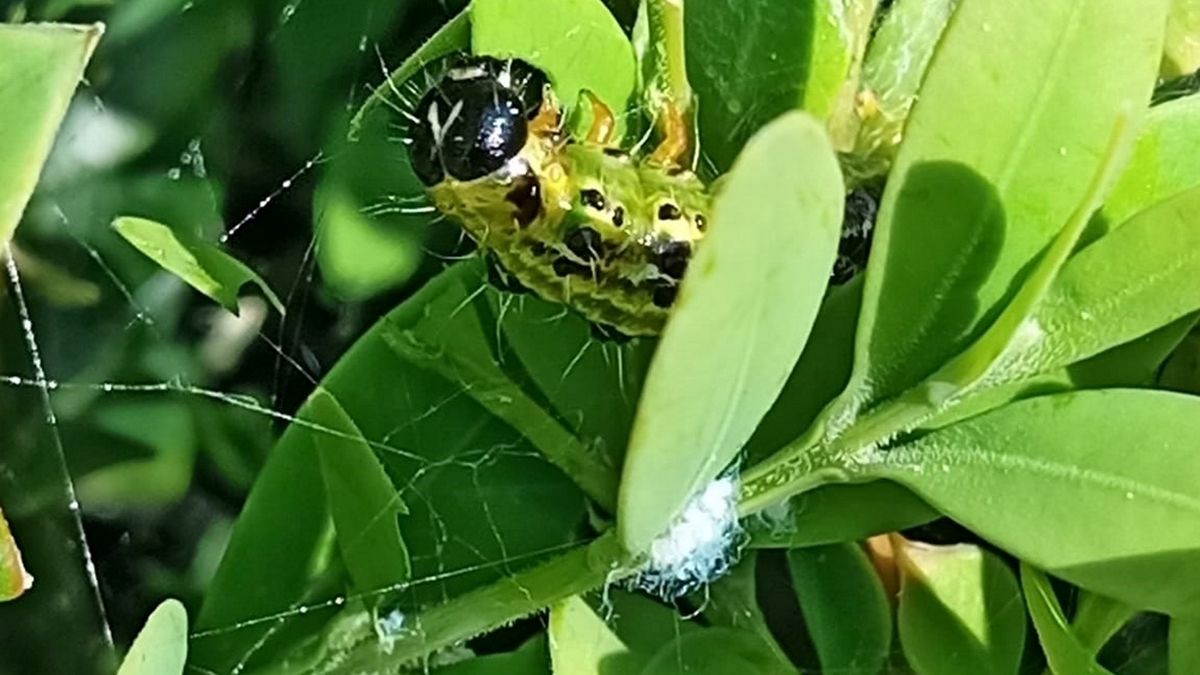 Pogromcy Szkodników wydali ostrzeżenie
