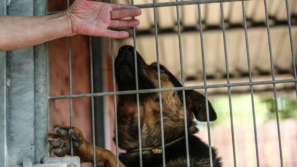 Zwierzęta z Radys trafiły do innych schronisk, m.in. do schronis