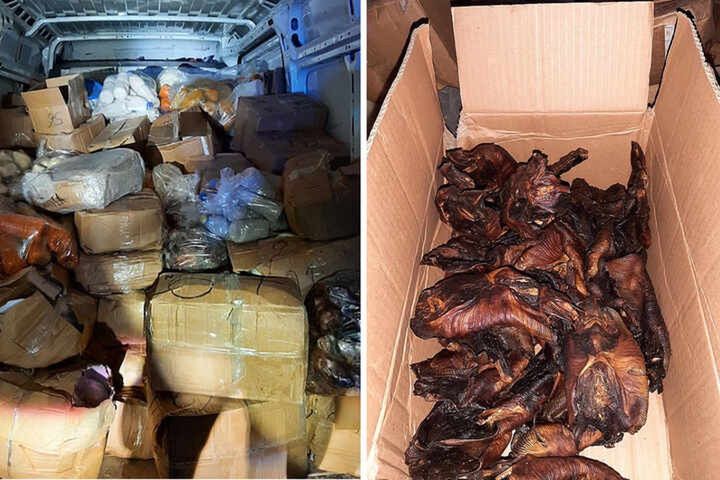 Ryby i nietoperze zostały skonfiskowane przez policję federalną w Akwizgranie