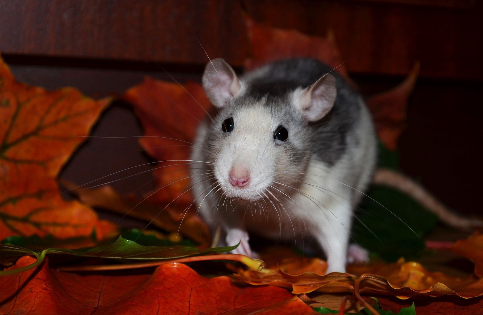 Szczur w ubikacji! Przerażona mieszkanka Wrocławia zrobiła zdjęcie