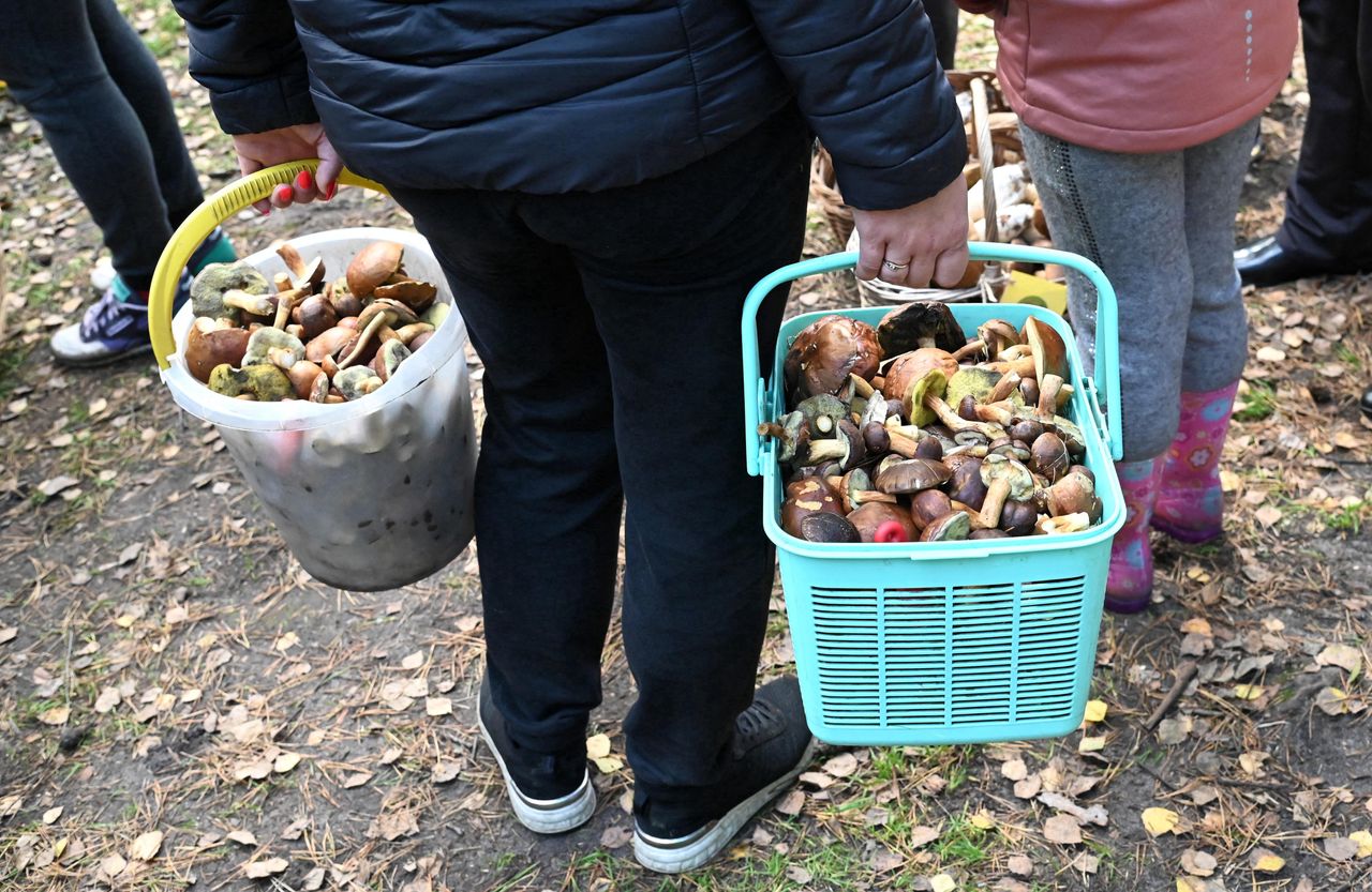 Najlepszy sposób na suszenie grzybów