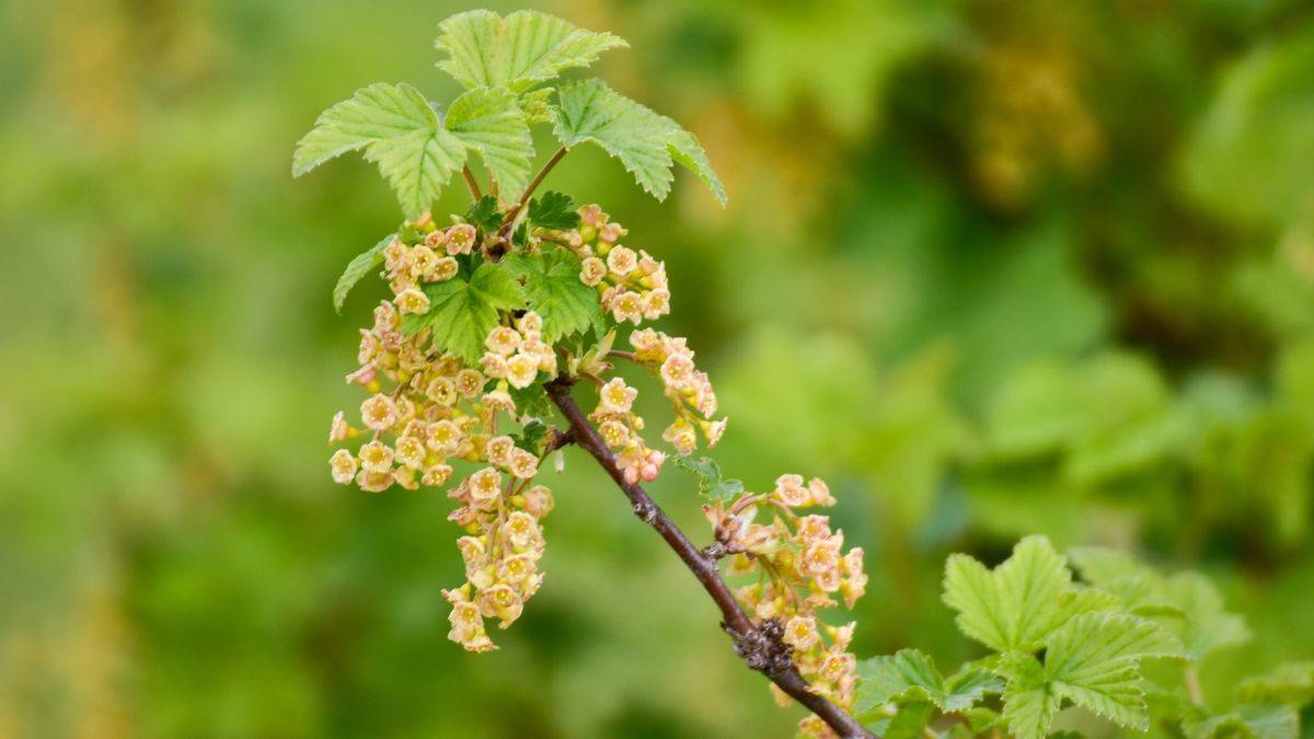 Focus on flowering red currant bush. Defocused green background.
Berry bush in garden, Telemark, Norway, May 2020.
Ingunn B. Haslekaas