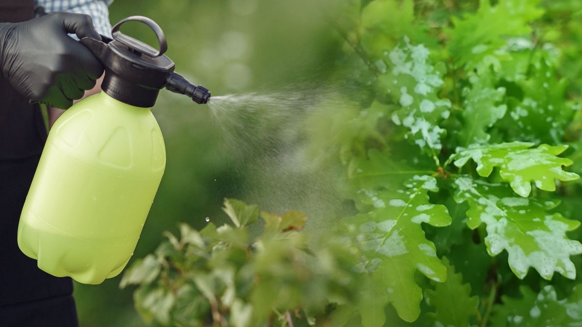"Perfumowanie" drzew i roślin. Leśnicy wyjaśniają