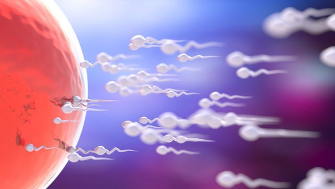 Gamety to żeńskie i męskie komórki rozrodcze