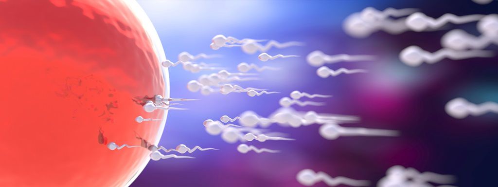 Gamety żeńskie i męskie. Co warto o nich wiedzieć?