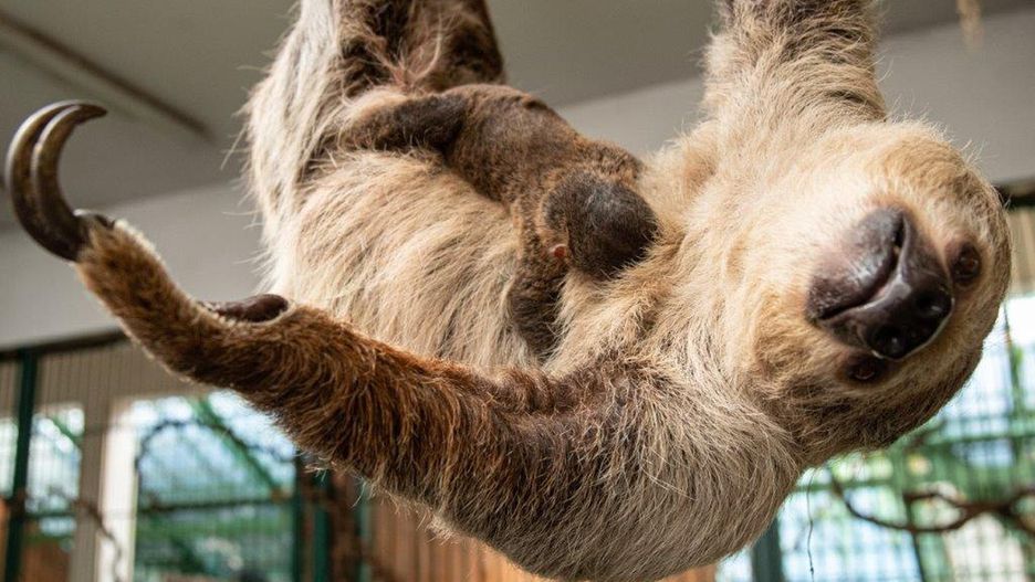 Wrocławskie zoo. Leniwiec, pierwszy wrocławianin. Chłopiec lub dziewczynka