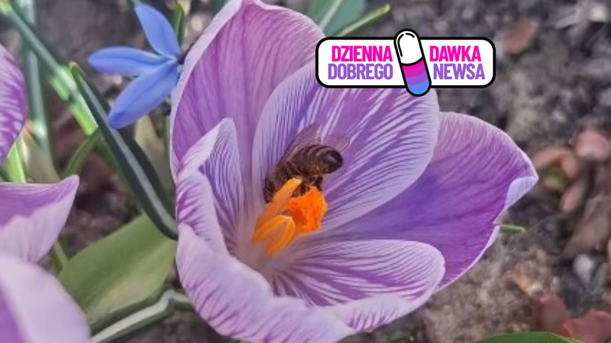 Pierwsza pracowita bohaterka wiosny