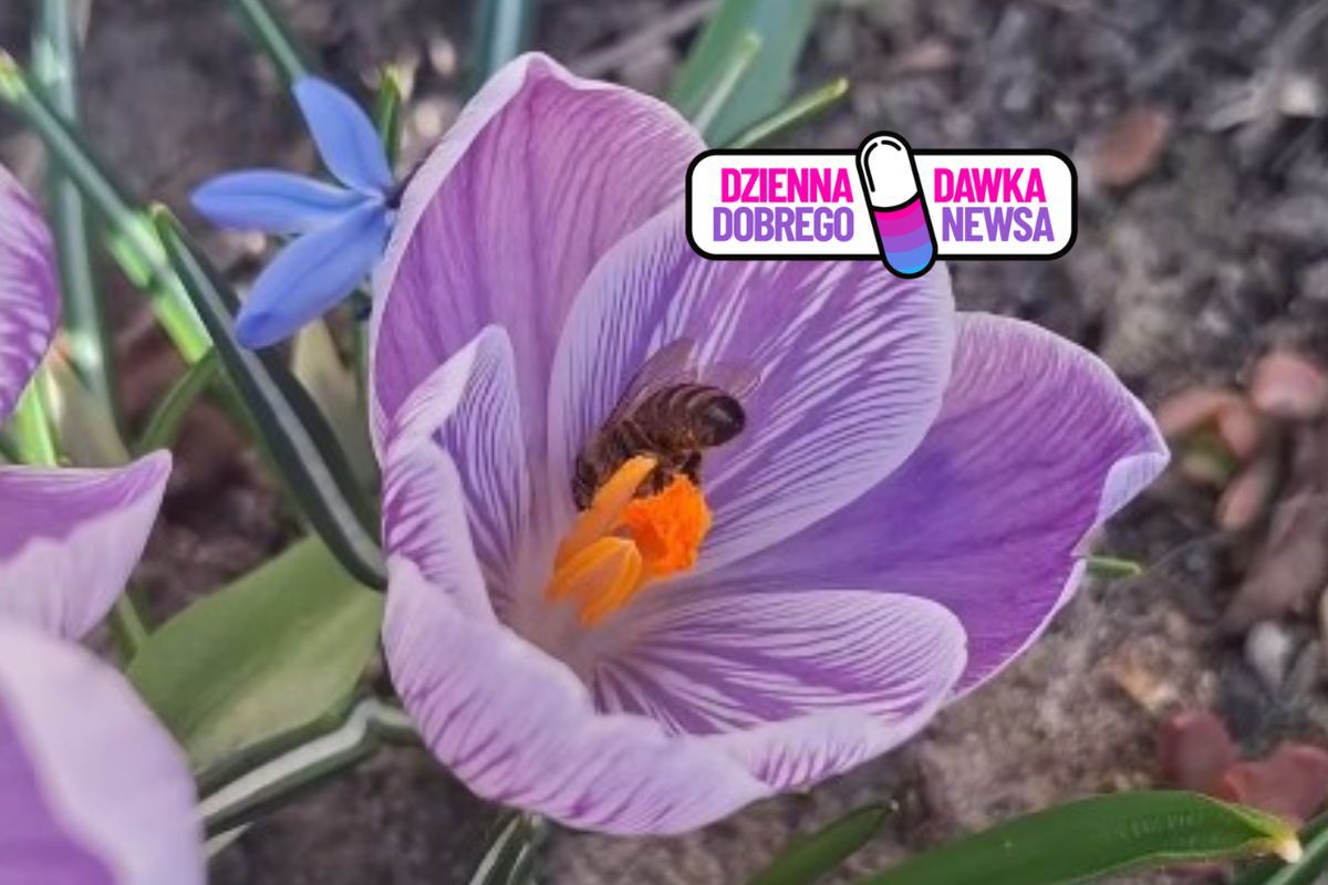 Już się uwijają. Leśnicy zauważyli pierwszą. Spójrzcie sami