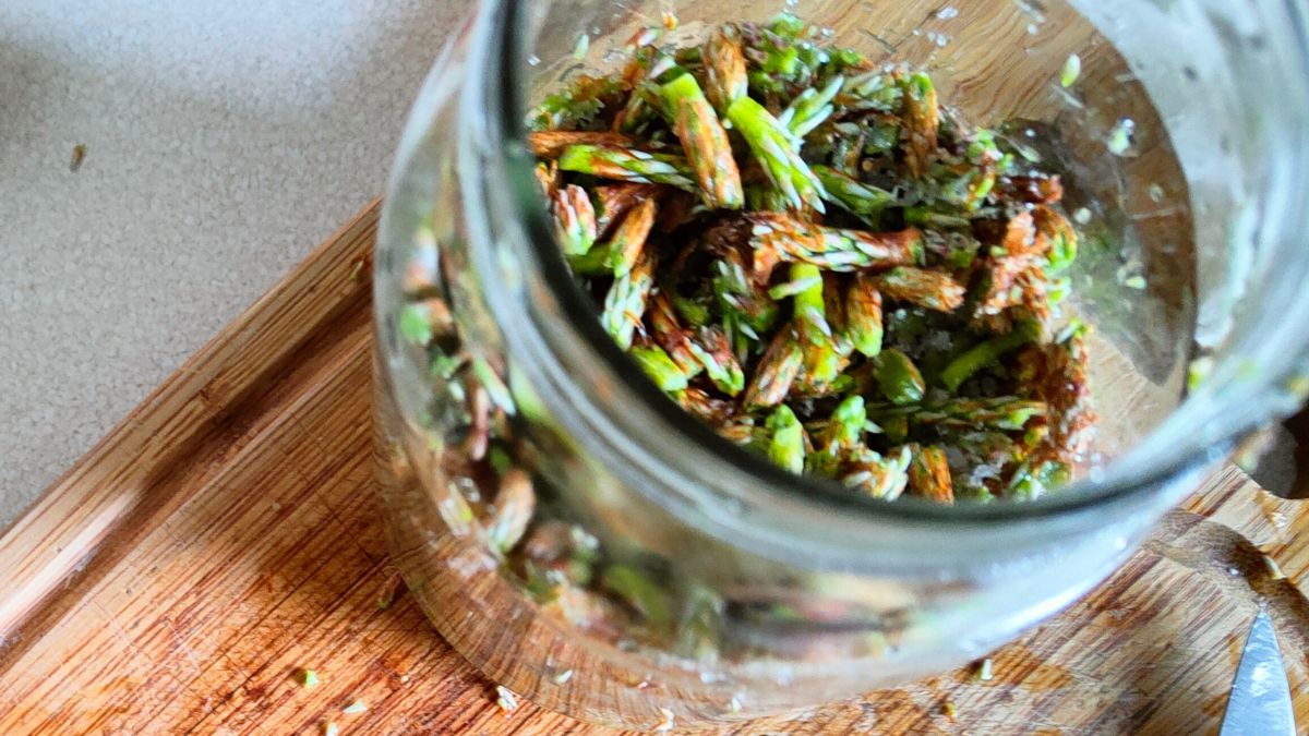 Syrop z pędów sosny