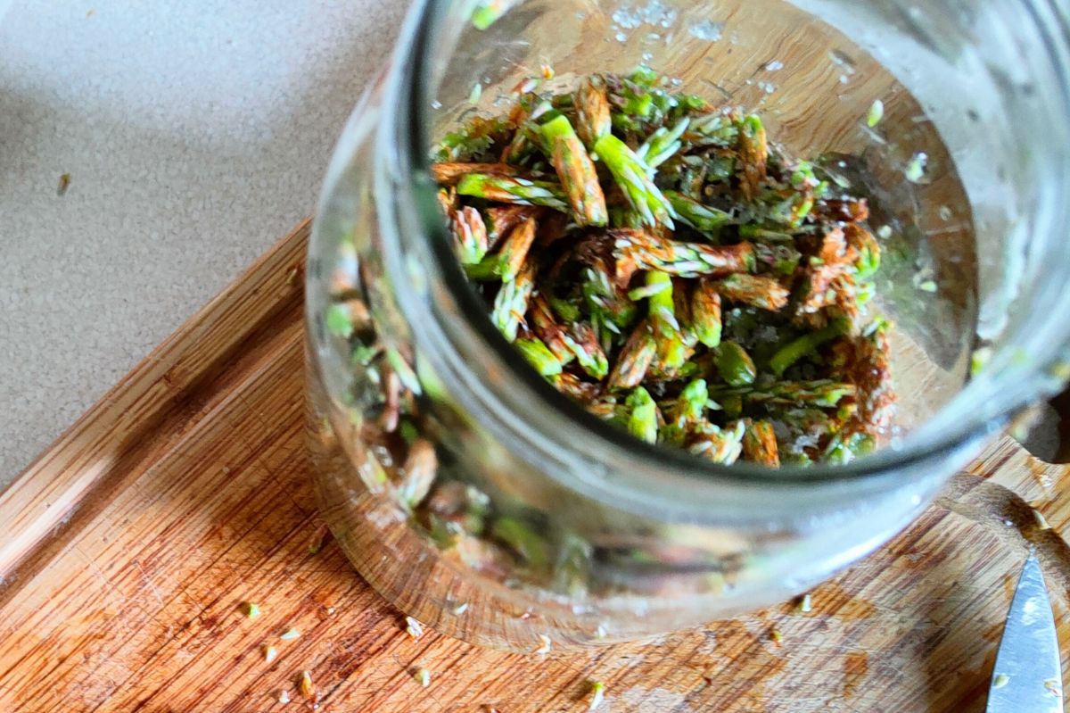 Unlock the Secrets of Pine Shoot Syrup: Nature's Cough Cure & More