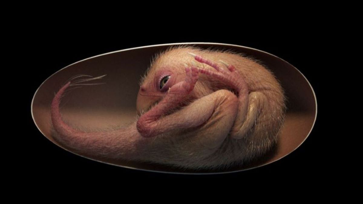 Naukowcy badają embrion dinozaura z Chin