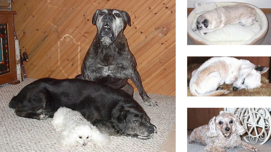 Te psiaki nie są żywe - zostały zamrożone i wysuszone 1