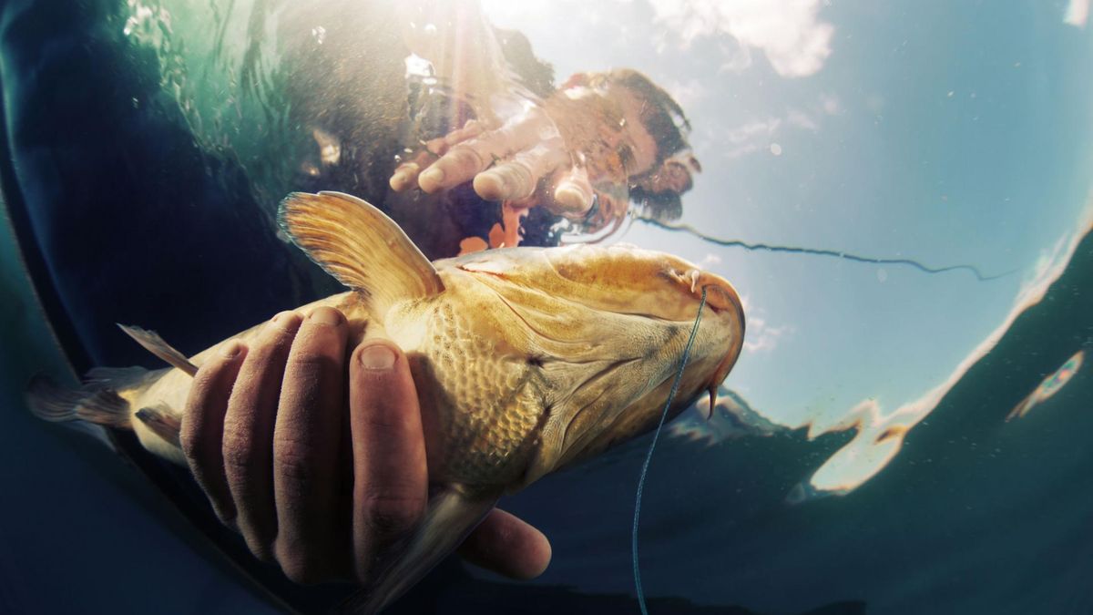 Tłuste ryby są cennym źródłem kwasów tłuszczowych omega-3.